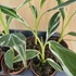 Musa Florida Variegata