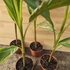 Musa Nono Pink