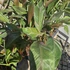 Musa Nono Pink