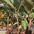Musa Nono Pink