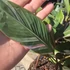 Musa Nono Pink