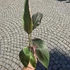 Musa Nono Pink