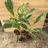 Musa Nono Pink