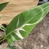 Musa Nono Pink