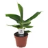 Musa Tropicana