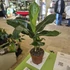 Musa Tropicana