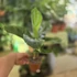 Musa Tropicana