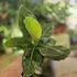 Musa Tropicana