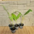 Musa balbisiana