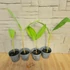 Musa balbisiana
