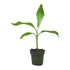 Musa chilocharpa