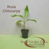 Musa chilocharpa