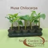 Musa chilocharpa