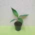 Musa sikkimensis Red Tiger