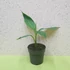 Musa sikkimensis Red Tiger