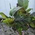 Musa sikkimensis Ever Red