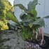 Musa sikkimensis Ever Red