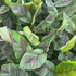 Musa sikkimensis Ever Red