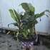 Musa sikkimensis Ever Red