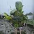 Musa sikkimensis Ever Red