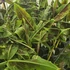Musa sumatrana Zebrina