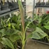 Musa sumatrana Zebrina