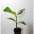 Musa velutina Pink