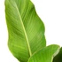 Musella lasiocarpa