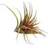 Tillandsia Capitata Orange
