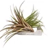 Tillandsia Capitata Orange