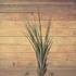 Tillandsia Juncea