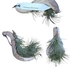 Tillandsia kerámialapra erősítve