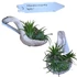Tillandsia kerámialapra erősítve