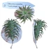Tillandsia kerámialapra erősítve
