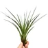 Tillandsia Melanocrater