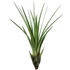 Tillandsia Melanocrater
