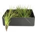 Tillandsia Melanocrater