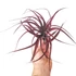 Tillandsia Multiflora Red