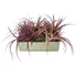 Tillandsia Multiflora Red