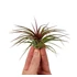 Tillandsia Rainforest Red