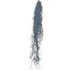 Tillandsia Usneoides
