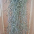 Tillandsia Usneoides