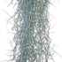 Tillandsia Usneoides