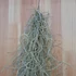 Tillandsia Usneoides
