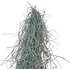 Tillandsia Usneoides