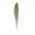 Tillandsia Usneoides