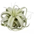 Tillandsia Xerographica