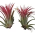 Tillandsia ionantha