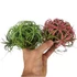 Tillandsia Ionantha Green telep