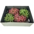 Tillandsia Ionantha Green telep